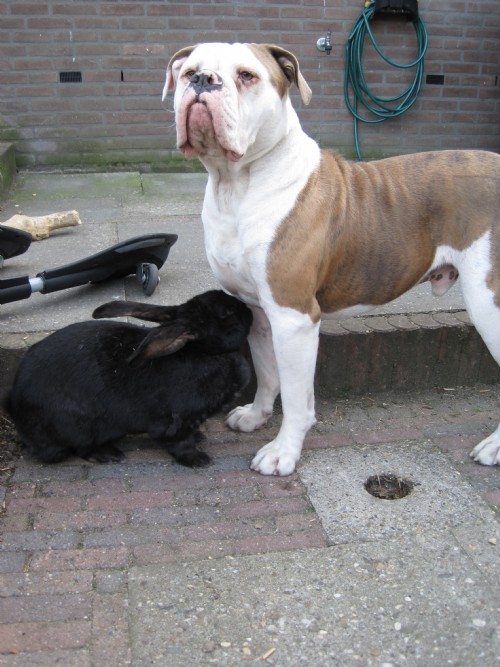 Bekijk het huisdier van damian